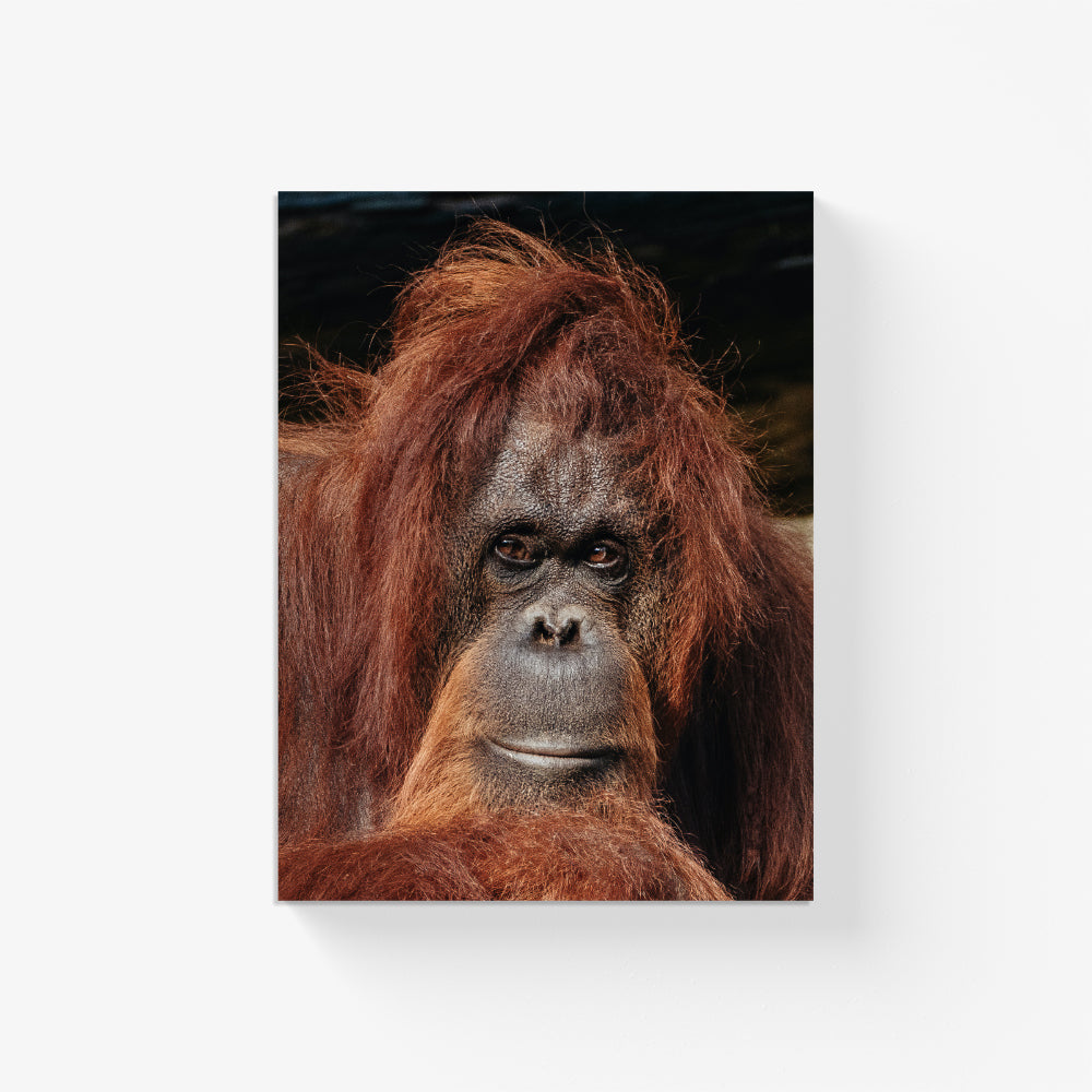 Orangutan's Gaze Canvas