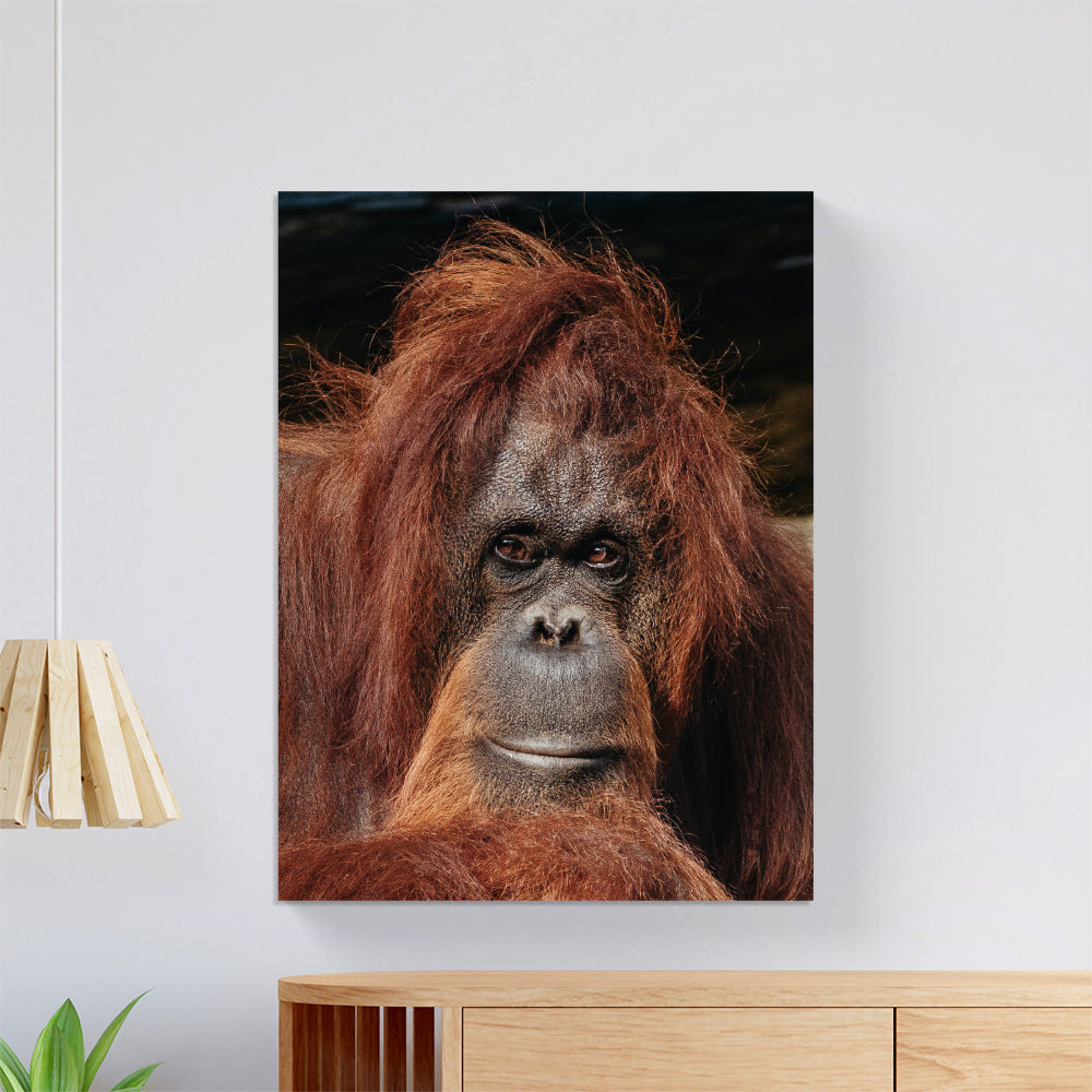 Orangutan's Gaze Canvas