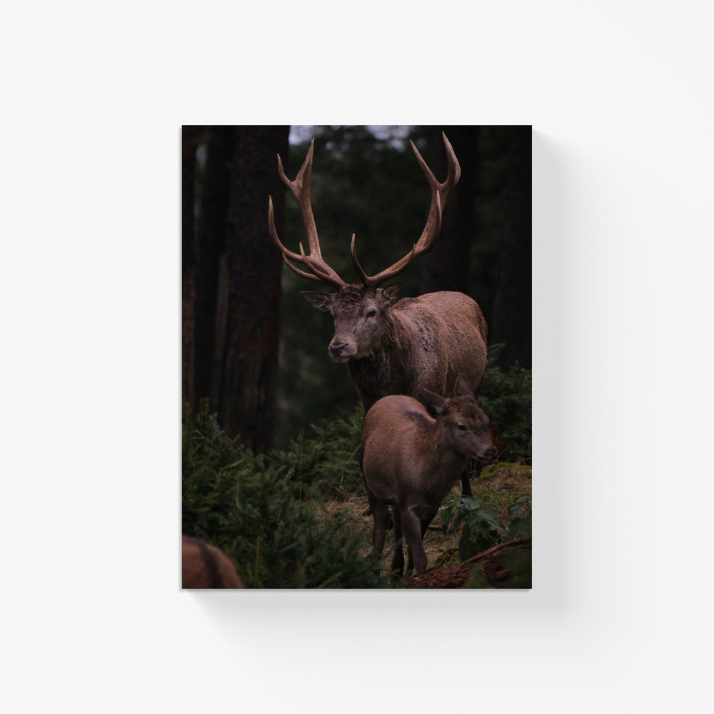 Deer Duo Canvas