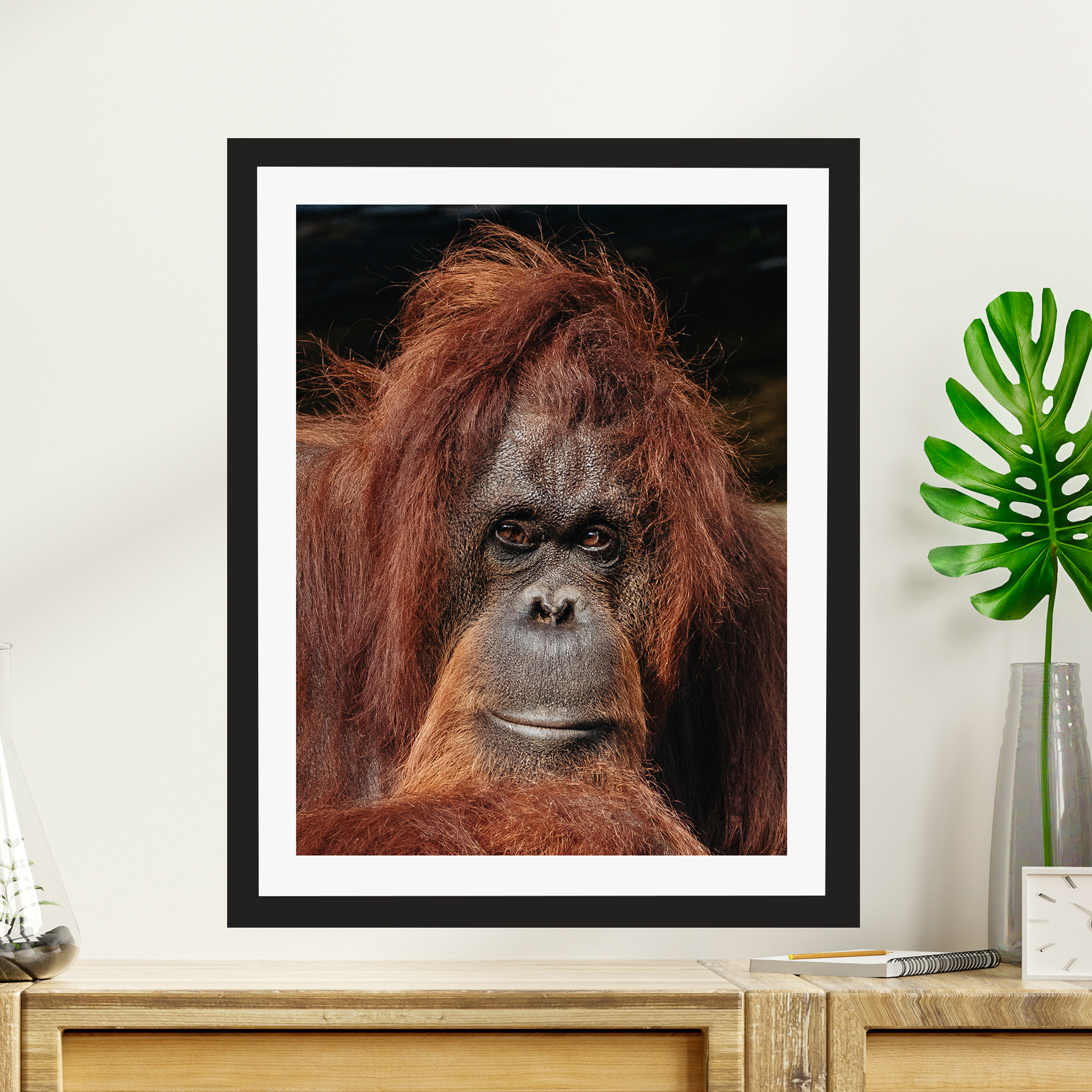 Orangutan's Gaze Poster