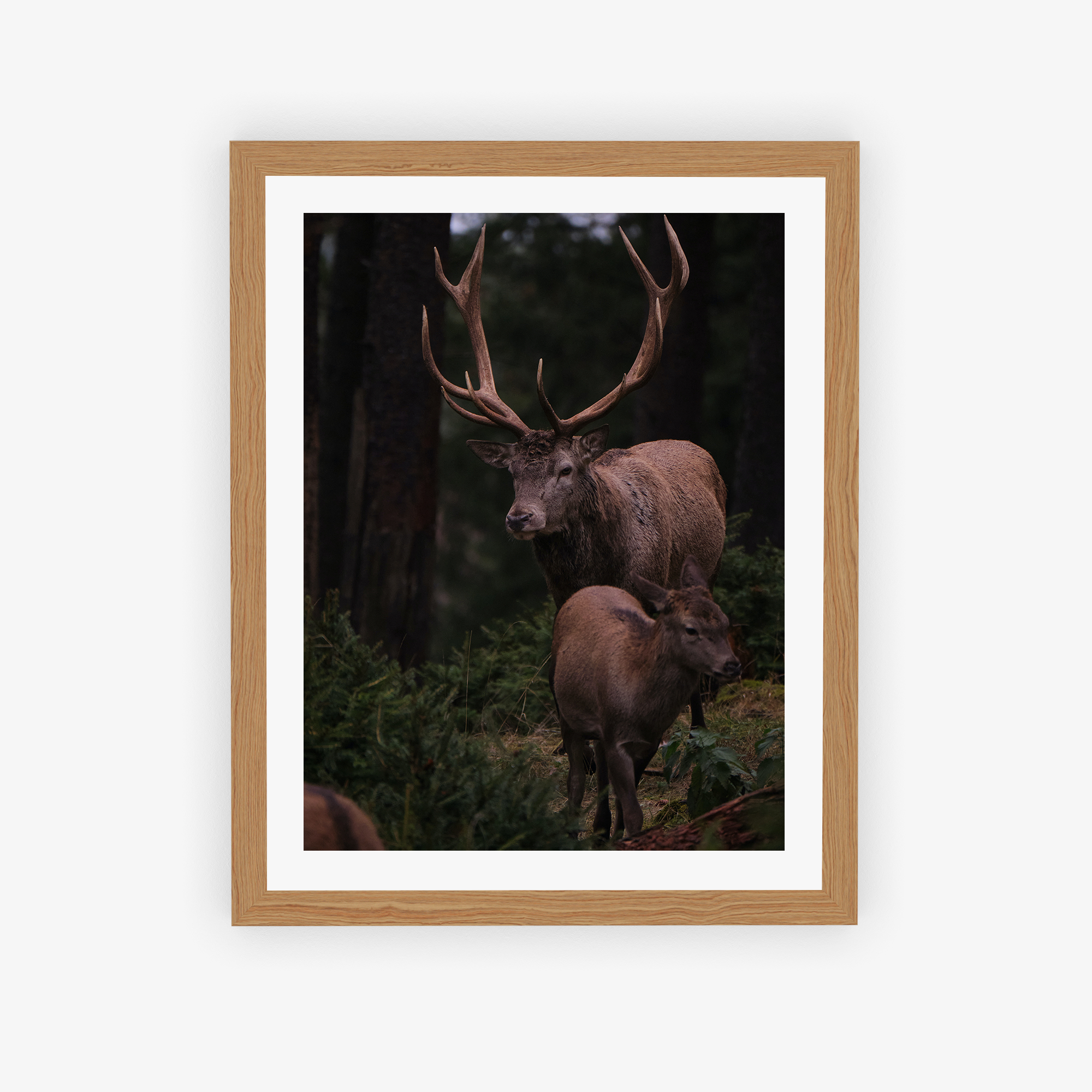 Deer Duo Poster