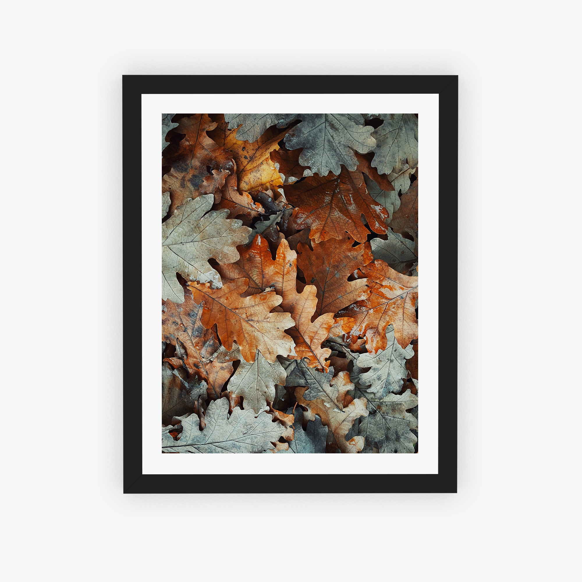 Fall Foliage Poster