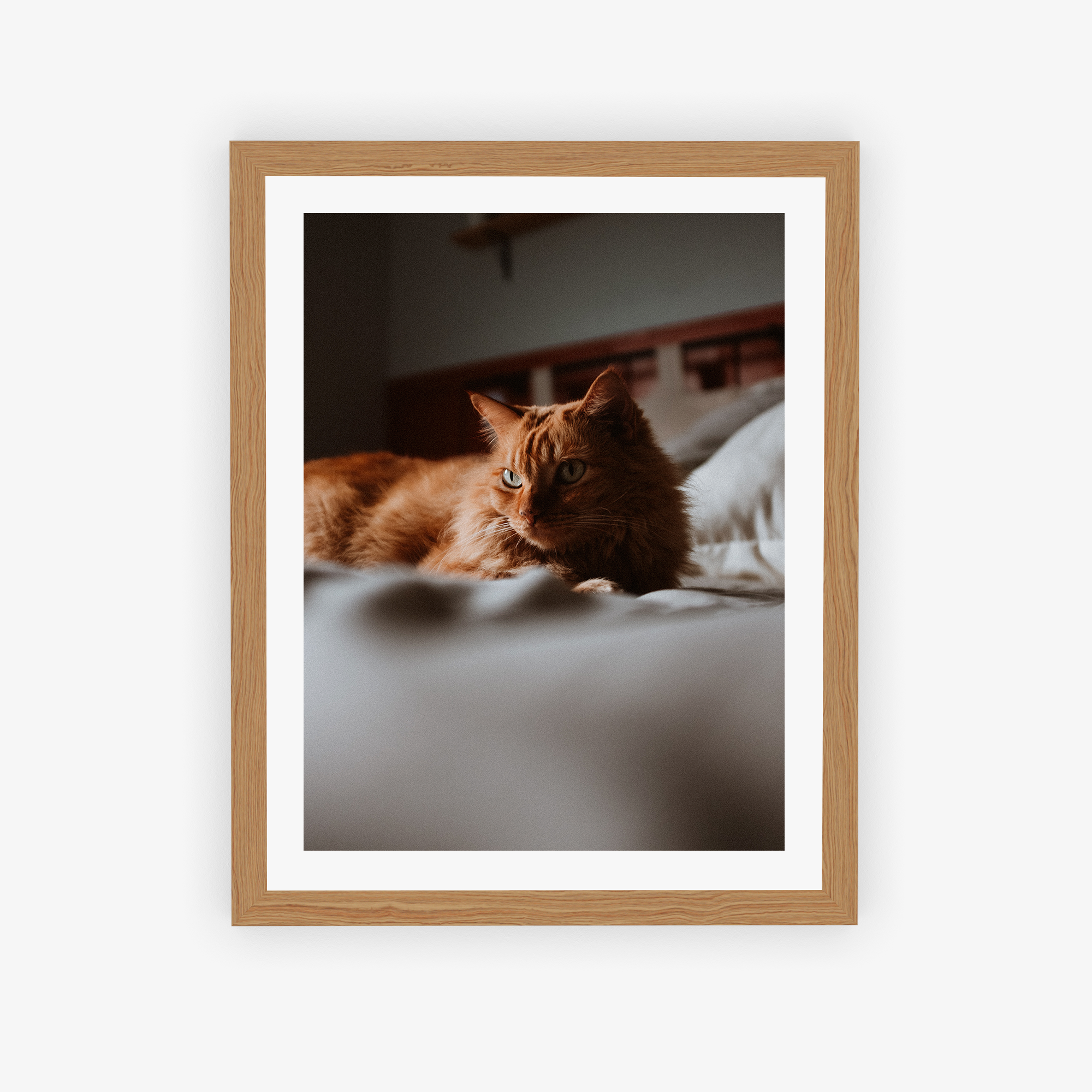 Cozy Cat Poster