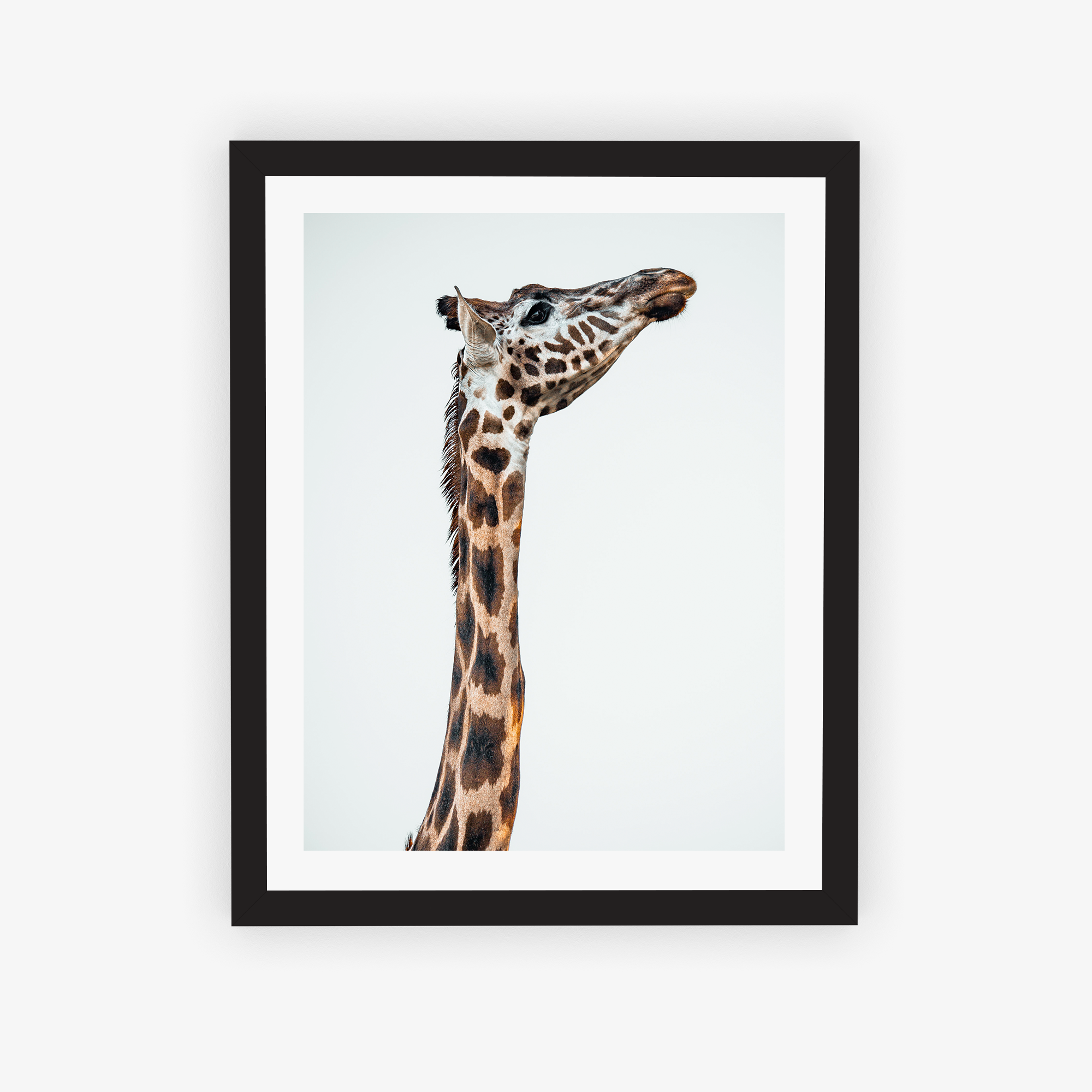 Graceful Giraffe Poster