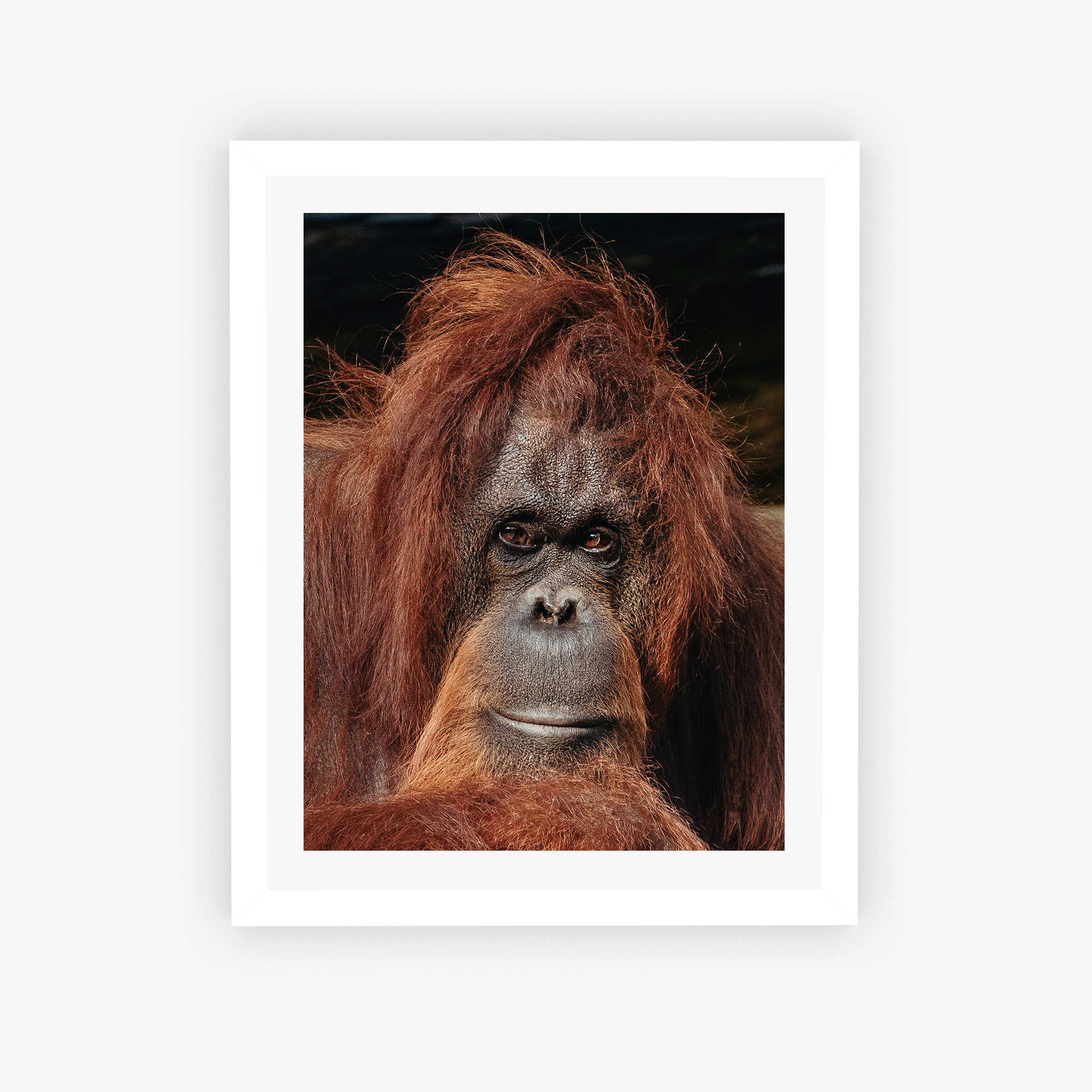 Orangutan's Gaze Poster