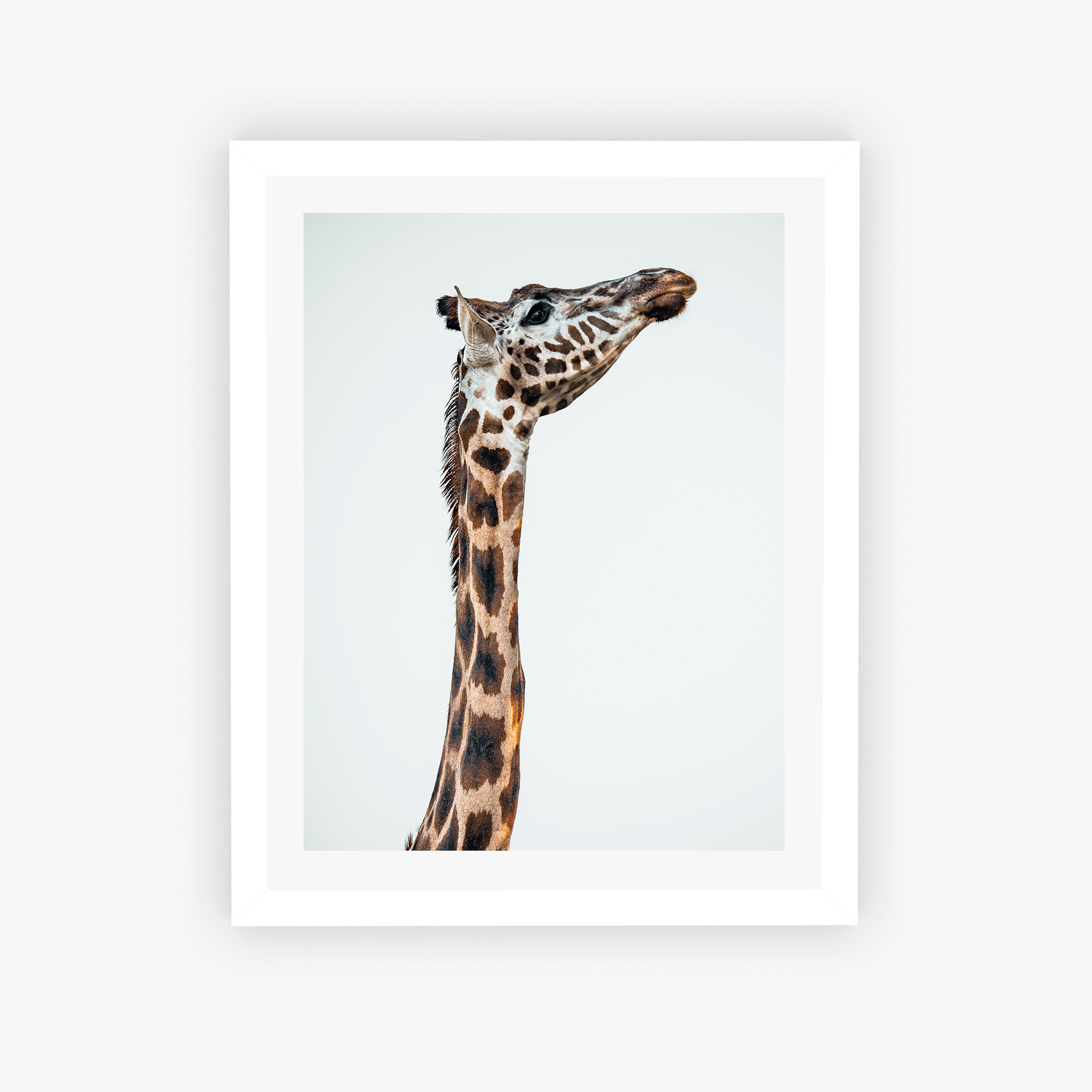 Graceful Giraffe Poster