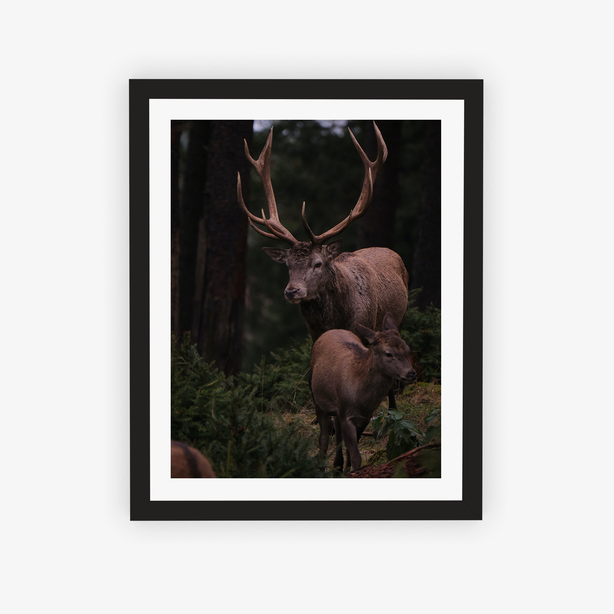 Deer Duo Poster